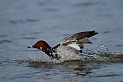 Pochard male - F